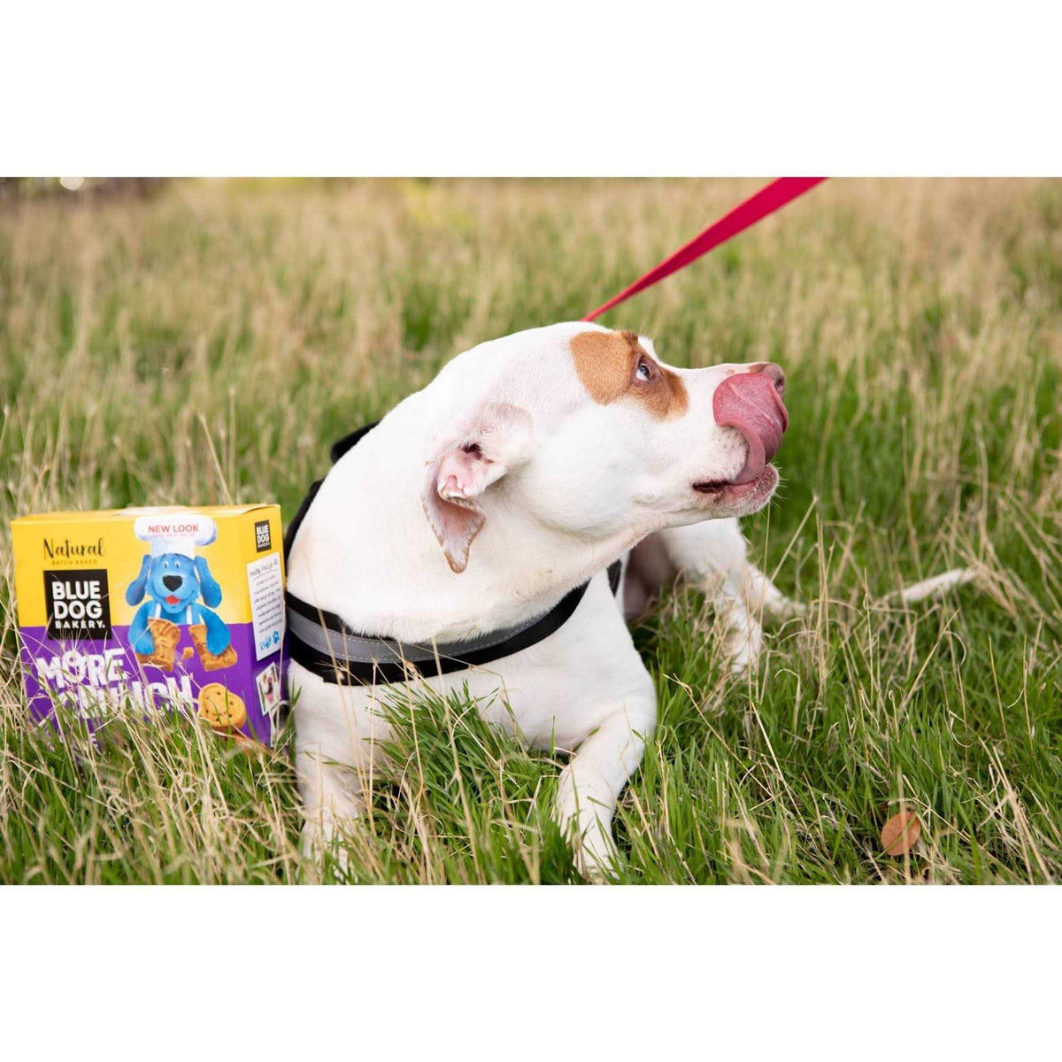 Dog Treats Q458970