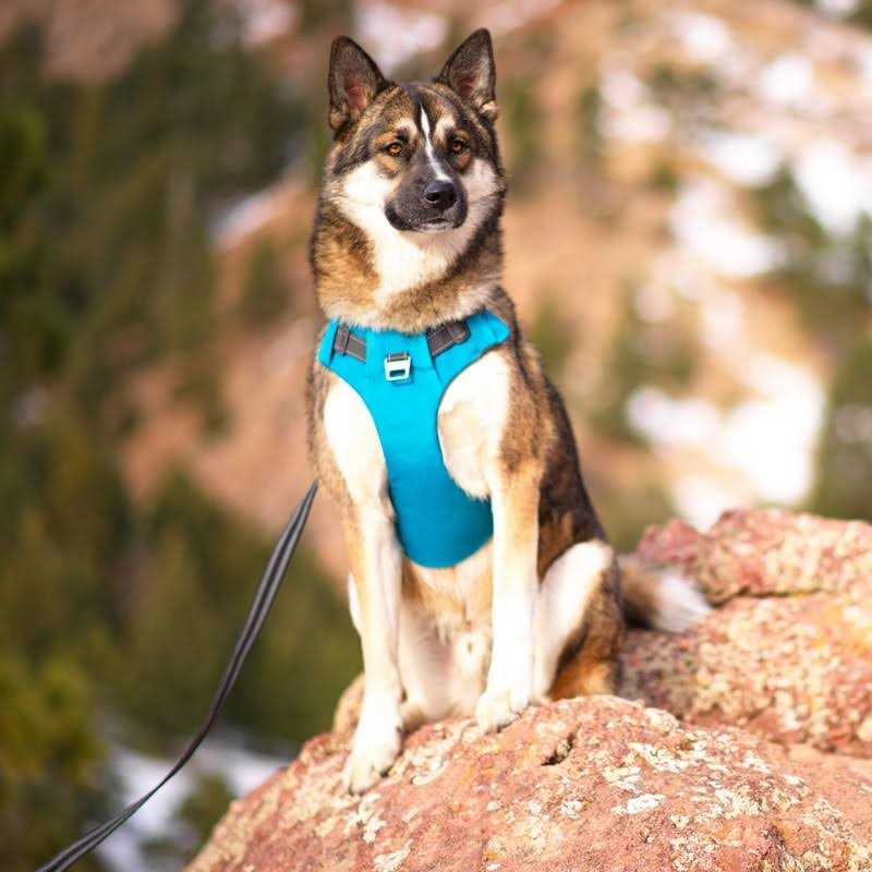 Adjustable Dog Harness with Pockets L64002