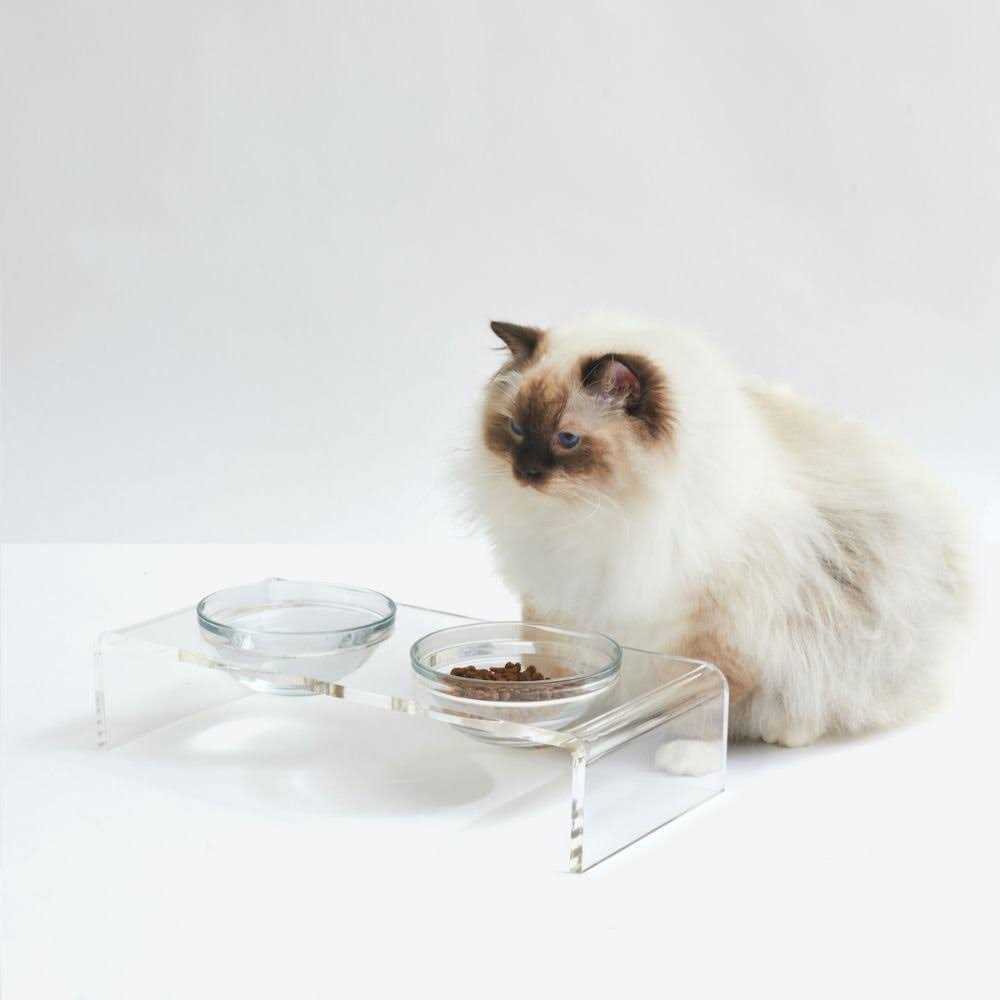 Clear Elevated Glass Bowl Feeder D234