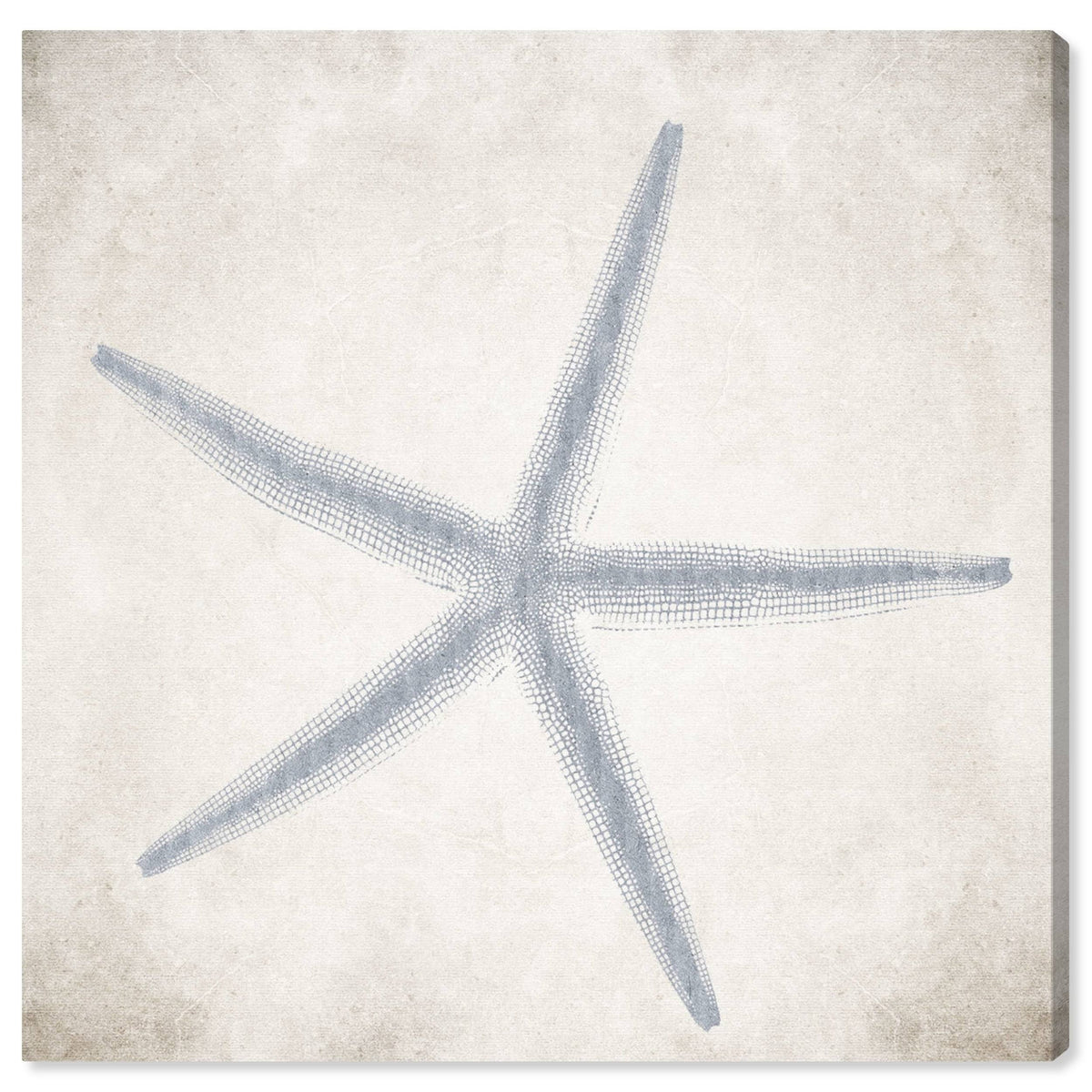 Blue Starfish Grey Coastal Canvas V233962