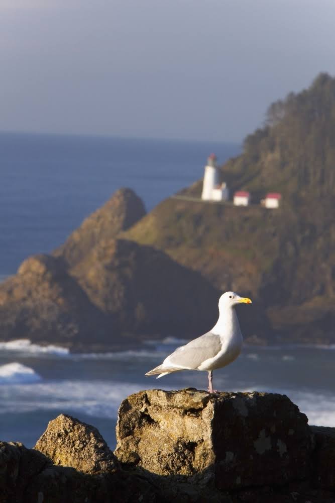 Oregon United States of America Bird on Rock Heceta Head Lighthouse T531
