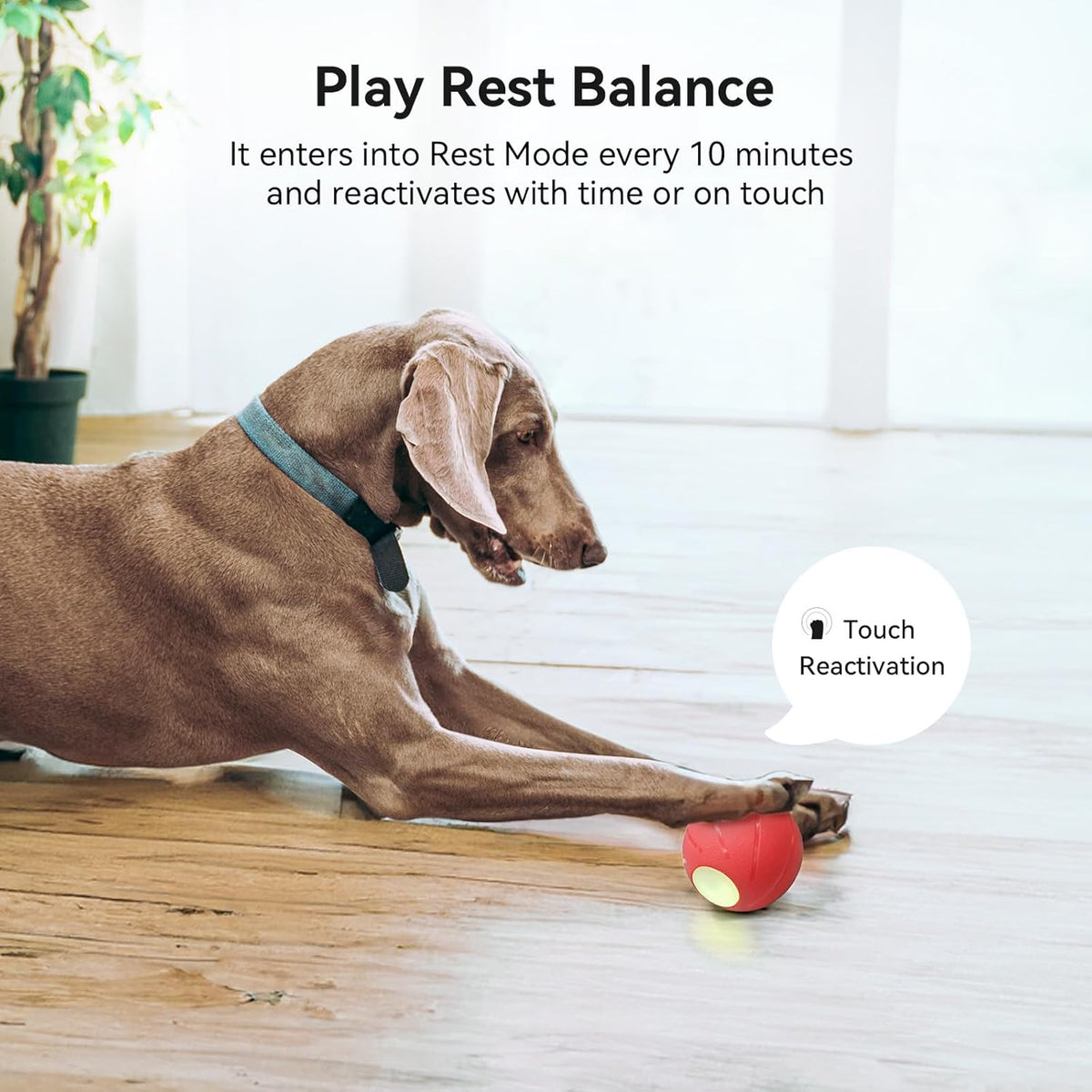 Smart Interactive Dog Toy with LED Lights Y57980