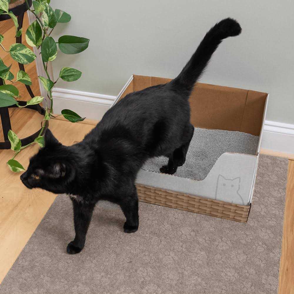 Recyclable Cat Litter Box with Clay Litter Q607114