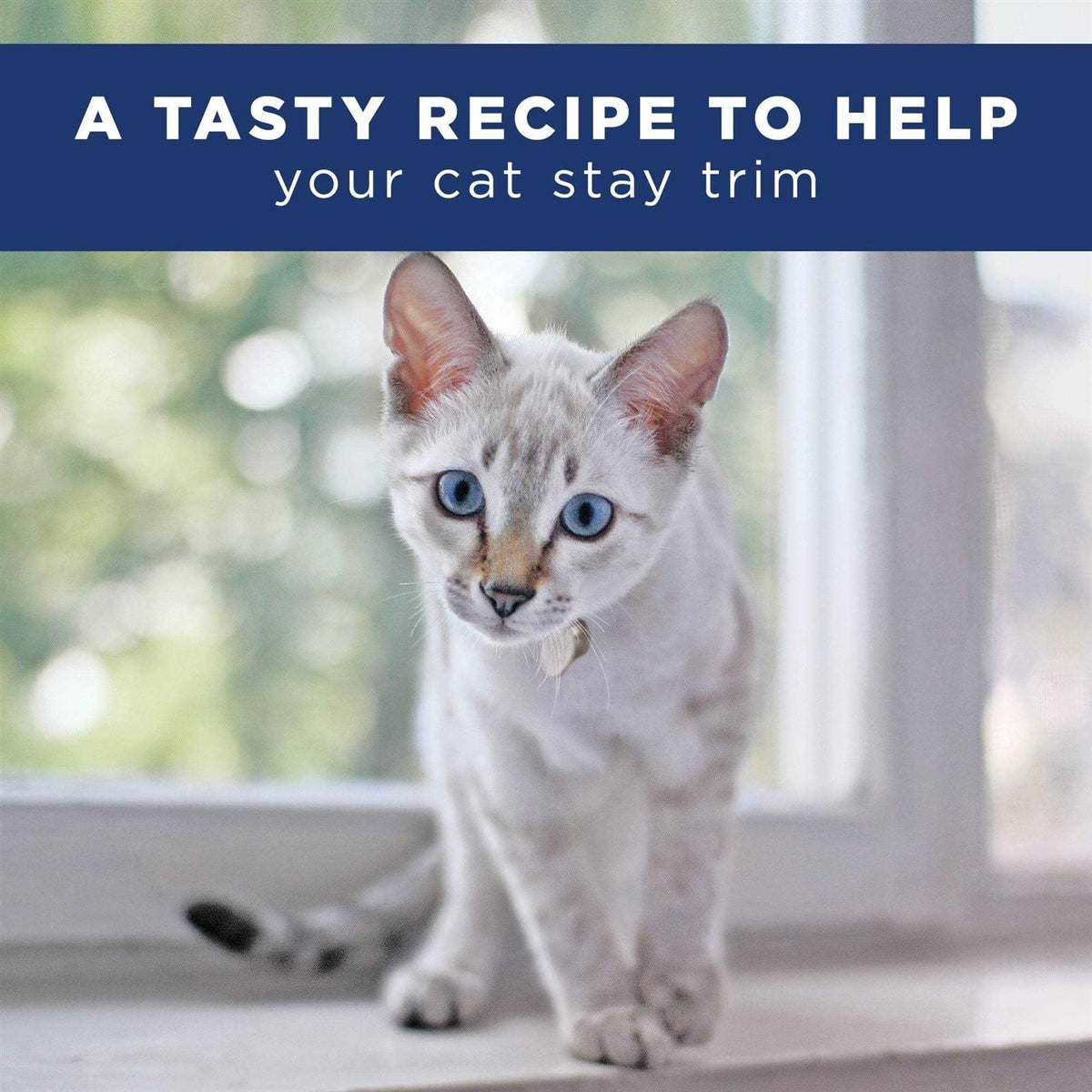 Adult Dry Cat Food D7213