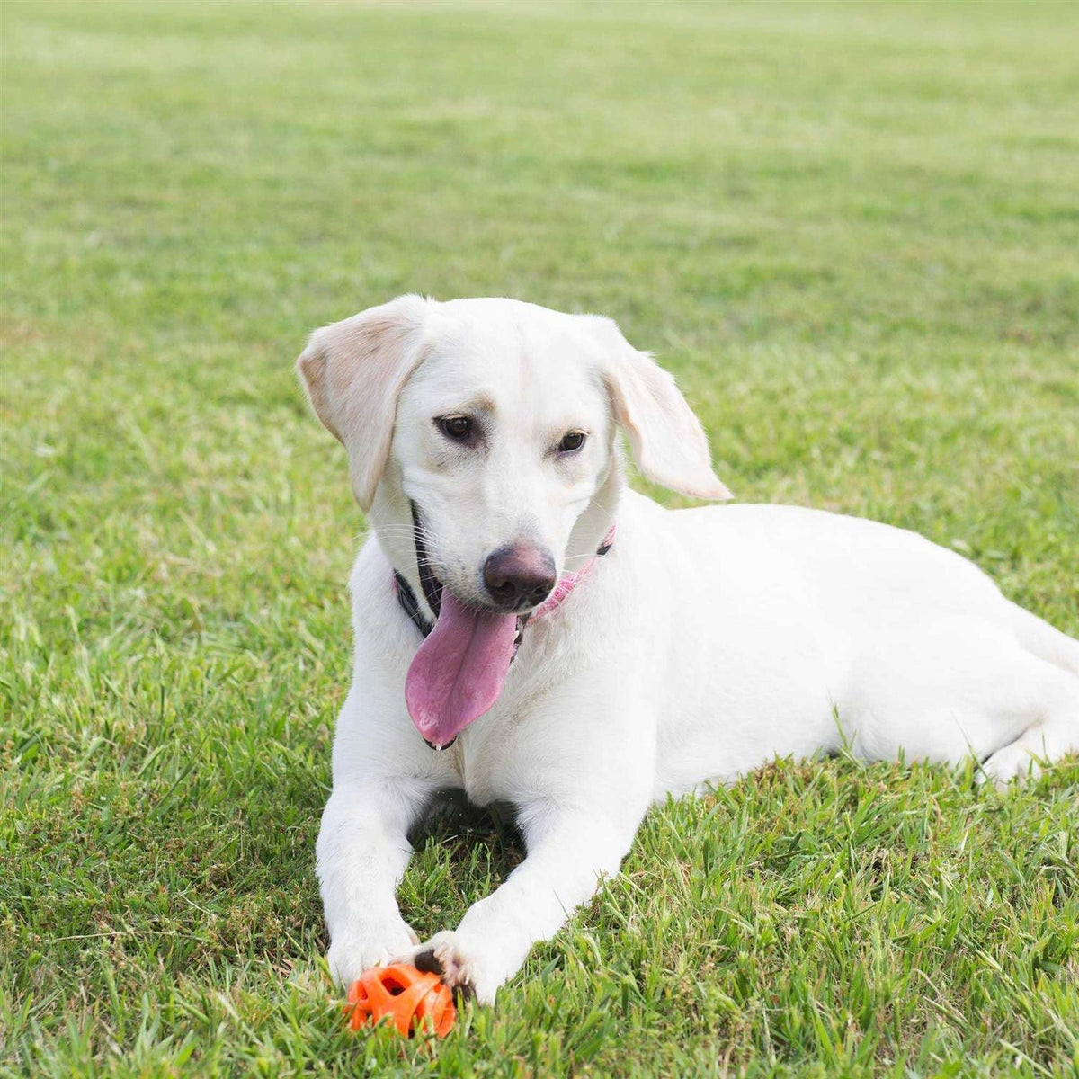 Fetch Ball R3697